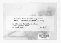 Puccinia fusca image